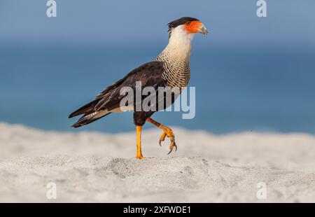 Caracara (Caracara Cheriway), Erwachsenenspaziergang, Playa Morro Ayuta, Bundesstaat Oaxaca, Südmexiko, August. Stockfoto