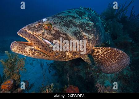 Atlantic goliath Grouper (Epinephelus itajara), Jardines de la Reina /Gärten des Queen National Park, Ciego de Avila, Kuba, Januar. Bedrohte Tierarten. Stockfoto