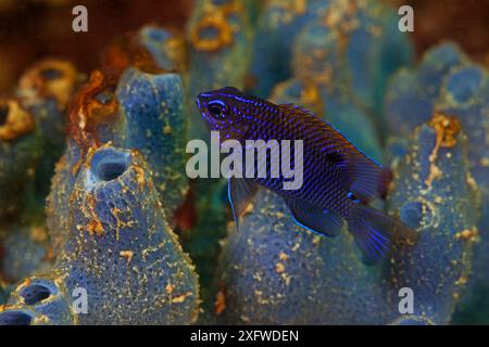 Acapulco Jungfische (Stegastes acapulcoensis) Jungfische mit blauem Schwamm, San Agustin Bay, Huatulco Bays Nationalpark, Südmexiko, November Stockfoto