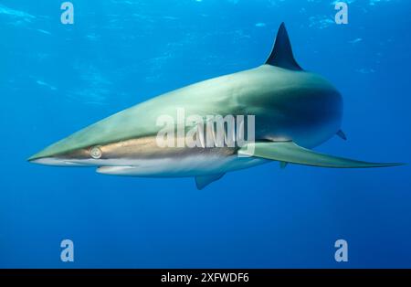 Seidenhai (Carcharhinus falciformis), Jardines de la Reina / Gärten des Queen-Nationalparks, Karibisches Meer, Ciego de Avila, Kuba, Januar. Gefährdete Arten. Stockfoto