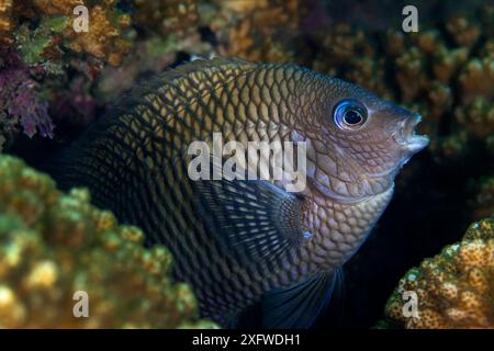 Acapulco Damselfish (Stegastes acapulcoensis), San Agustin Bay, Huatulco Bays National Park, Südmexiko, November Stockfoto