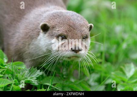 Asiatischer Kleinkrallenotter (Aonyx cinerea) junges Weibchen, Edinburgh Zoo, Schottland, Gefangenschaft Stockfoto