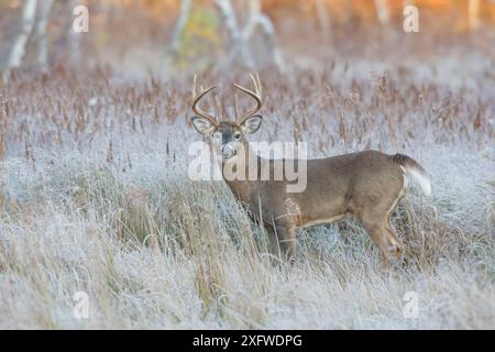 Weißschwanzhirsche (Odocoileus virginianus) bocken während der Furche. Acadia-Nationalpark, Maine, USA. November. Stockfoto