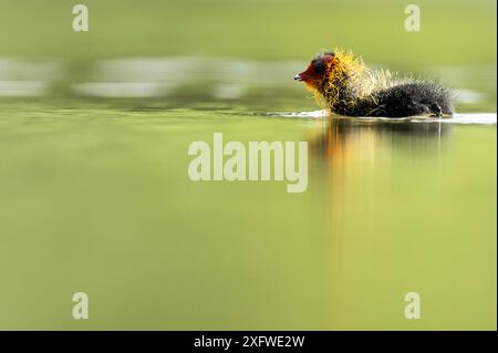 Rottweil, Deutschland. Juli 2024. Ein Huhn schwimmt in einem See in der Nähe von Rottweil. Quelle: Silas Stein/dpa/Alamy Live News Stockfoto