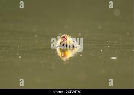 Rottweil, Deutschland. Juli 2024. Ein Huhn schwimmt in einem See in der Nähe von Rottweil. Quelle: Silas Stein/dpa/Alamy Live News Stockfoto