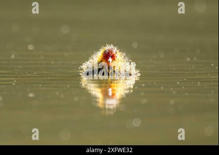 Rottweil, Deutschland. Juli 2024. Ein Huhn schwimmt in einem See in der Nähe von Rottweil. Quelle: Silas Stein/dpa/Alamy Live News Stockfoto