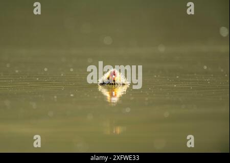 Rottweil, Deutschland. Juli 2024. Ein Huhn schwimmt in einem See in der Nähe von Rottweil. Quelle: Silas Stein/dpa/Alamy Live News Stockfoto