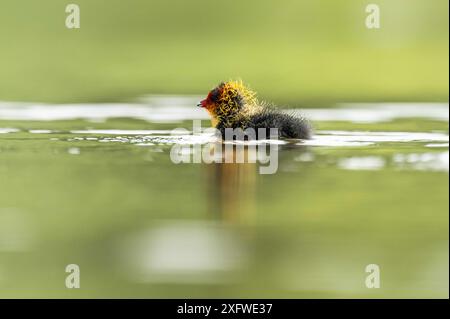 Rottweil, Deutschland. Juli 2024. Ein Huhn schwimmt in einem See in der Nähe von Rottweil. Quelle: Silas Stein/dpa/Alamy Live News Stockfoto