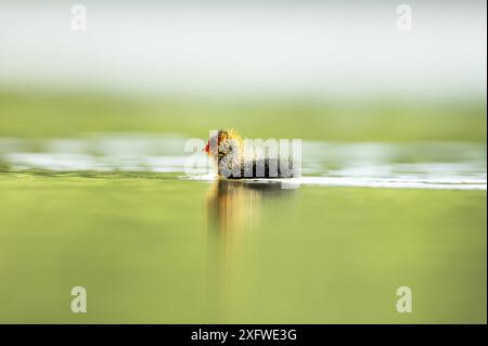 Rottweil, Deutschland. Juli 2024. Ein Huhn schwimmt in einem See in der Nähe von Rottweil. Quelle: Silas Stein/dpa/Alamy Live News Stockfoto