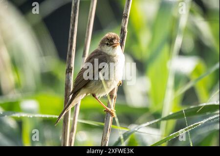 Rottweil, Deutschland. Juli 2024. Ein Sumpf-Grasfänger klammert sich an einem Schilf an einem See in der Nähe von Rottweil. Quelle: Silas Stein/dpa/Alamy Live News Stockfoto