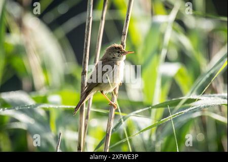 Rottweil, Deutschland. Juli 2024. Ein Sumpf-Grasfänger klammert sich an einem Schilf an einem See in der Nähe von Rottweil. Quelle: Silas Stein/dpa/Alamy Live News Stockfoto