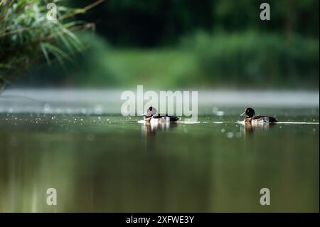 Rottweil, Deutschland. Juli 2024. Getuftete Enten schwimmen in einem See bei Rottweil. Quelle: Silas Stein/dpa/Alamy Live News Stockfoto