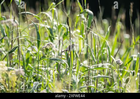 Rottweil, Deutschland. Juli 2024. Ein Sumpf-Grasfänger klammert sich an einem Schilf an einem See in der Nähe von Rottweil. Quelle: Silas Stein/dpa/Alamy Live News Stockfoto