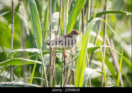 Rottweil, Deutschland. Juli 2024. Ein Sumpf-Grasfänger klammert sich an einem Schilf an einem See in der Nähe von Rottweil. Quelle: Silas Stein/dpa/Alamy Live News Stockfoto