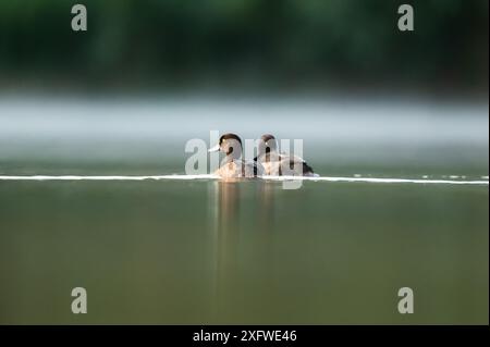 Rottweil, Deutschland. Juli 2024. Getuftete Enten schwimmen in einem See bei Rottweil. Quelle: Silas Stein/dpa/Alamy Live News Stockfoto