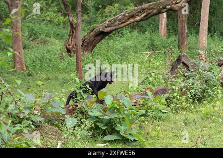 Melanistischer Leopard / Schwarzer Panther (Panthera pardus) männlich, Nagarahole Nationalpark, Nilgiri Biosphärenreservat, Karnataka, Indien. Stockfoto