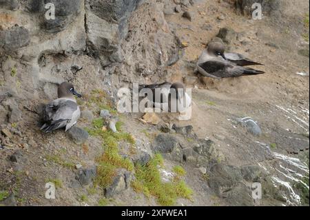 Heller, rußhaltiger Albatros (Phoebetria palpebrata), der auf Klippen nistet. Enderby Island. Auckland-Inseln. Subantarktisches Neuseeland. Stockfoto