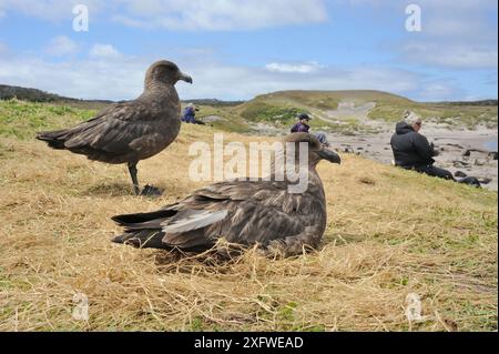 Braune Skua (Catharacta skua), die über einer Nutten Sealion-Kolonie sitzt und Touristen zuschauen. Enderby Island. Auckland-Inseln. Subantarktisches Neuseeland. Stockfoto