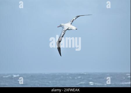 Gibsons Wanderalbatros (Diomedea exulans gibsoni) im Flug über den Ozean südlich der subantarktischen Auckland-Inseln, subantarktisches Neuseeland. Stockfoto