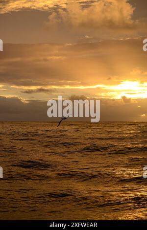 Südlicher Königalbatros (Diomedea epomophora) im Flug bei Sonnenuntergang im südlichen Ozean südlich von Campbell Island. Subantarktisches Neuseeland. Stockfoto