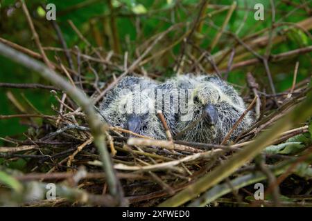 Holztaubenküken in einem Nest in einem Apfelbaum Stockfoto