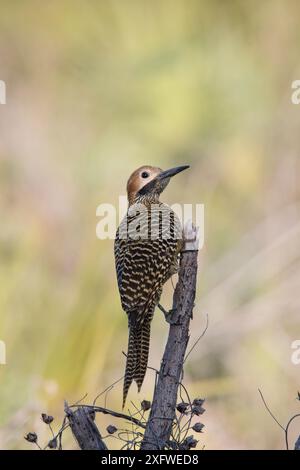 Fernandinas Flackern (Colaptes fernandinae) Kuba Stockfoto