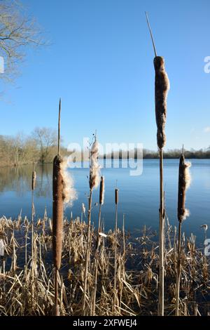 Greater Bullrush / Reedmace (Typha latifolia) mit Samen, die im Winter auftauchen, Cotswold Water Park, Wiltshire, Großbritannien, Januar. Stockfoto