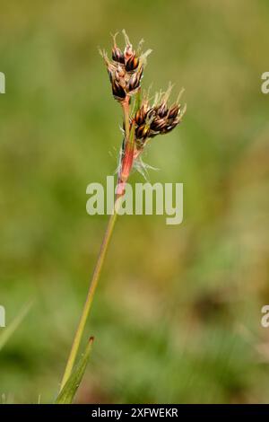 Feldholzrausch (Luzula campestris) blüht im Grasland, Mendip Hills, Somerset, Großbritannien, April. Stockfoto