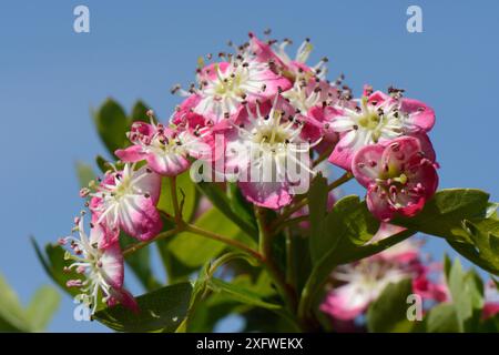 Weißdorn Blüten (Rosa moschata), Rosa Formular, Wiltshire, UK, Mai. Stockfoto