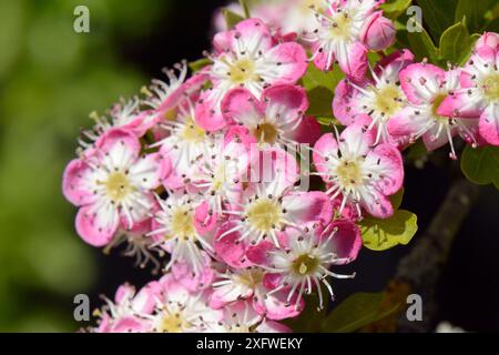 Weißdorn Blüten (Rosa moschata), Rosa Formular, Wiltshire, UK, Mai. Stockfoto