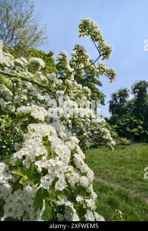 Weißdornblüte (Crataegus monogyna), Wiltshire, Großbritannien, Mai. Stockfoto