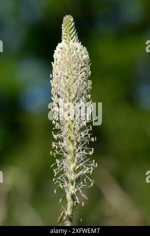 Hoary Bantain (Plantago Media) blüht im Mai auf einer Kreidefläche, Wiltshire, Großbritannien. Stockfoto