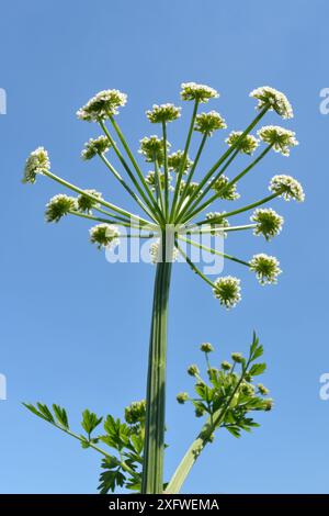 Hemlock Wassertropfkraut (Oenanthe crocata) umbel blüht, Wiltshire, UK, Mai. Stockfoto