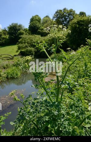 Hemlock-Wassertropfkraut (Oenanthe crocata) blüht am Flussufer, Wiltshire, Großbritannien, Mai. Stockfoto