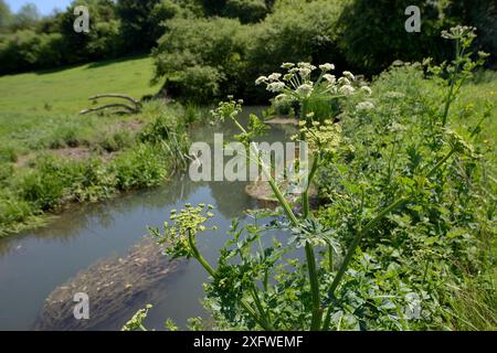 Hemlock-Wassertropfkraut (Oenanthe crocata) blüht am Flussufer, Wiltshire, Großbritannien, Mai. Stockfoto