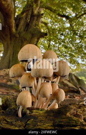 Glitzernde Tintenkappen (Coprinellus / Coprinus miceus) Klumpen wachsen auf einem verrottenden Stamm unter einem Baum, Wiltshire, Großbritannien, September. Stockfoto