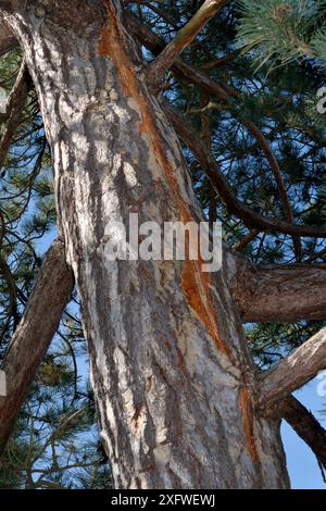 Kiefer (Pinus sylvestris) mit vertikaler Narbe in der Rinde von einem kürzlichen Lichtschlag, bei dem Strom über den Baum auf die Erde lief, Cambridge, Großbritannien, Juli. Stockfoto