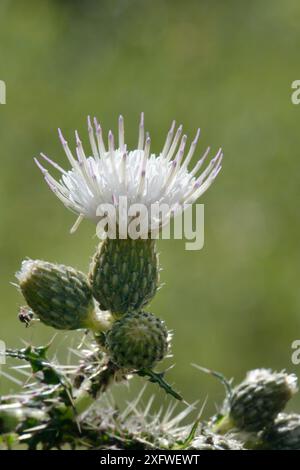 Mariendistel (Cirsium palustre), weiße Form, blüht in einem feuchten Wald, Wiltshire, Großbritannien, Juni. Stockfoto