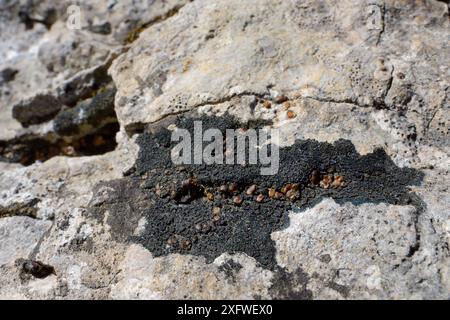 Schwarzfadenflechte (Placynthium nigrum) mit Squamules von geprellten Flechten (Toninia verrucarioides), die auf Kalkstein wachsen, Cheddar Gorge, Mendip Hills, Somerset, Vereinigtes Königreich, April. Stockfoto