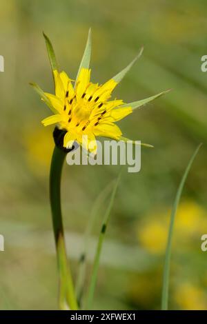 Wiesenbartblüte (Tragopogon pratensis) auf einer Kreidegraswiese, Wiltshire, Großbritannien, Mai. Stockfoto