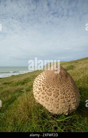 Parasol Pilz (Lepiota / Macrolepiota procera) wächst auf einer Klippe Grasland, Pentire Head, Cornwall, Großbritannien, Oktober. Stockfoto