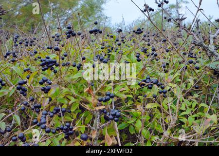 Wilder Gehölzbusch (Ligustrum vulgare) in Küstenbuschland mit Beerenhaufen, Cornwall, Großbritannien, Oktober. Stockfoto