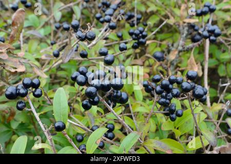 Wilder Gehölzbusch (Ligustrum vulgare) in Küstenbuschland mit Beerenhaufen, Cornwall, Großbritannien, Oktober. Stockfoto