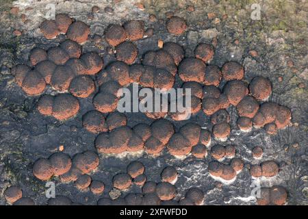 Buchenholzwarze / Rotes Kissen Hypoxylon (Hypoxylon fragiforme), das Körper auf einem Buchenholz (Fagus sylvatica) frittiert, der schwarze Sporen produziert, GWT Lower Woods Reserve, Gloucestershire, Großbritannien, Oktober. Stockfoto