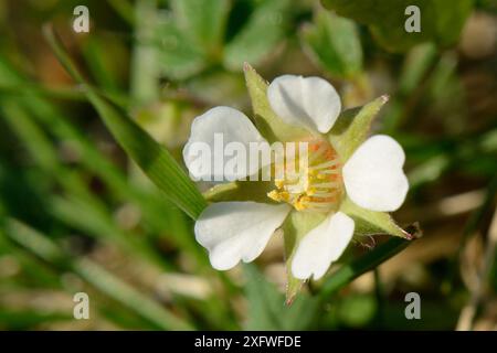 Barren Erdbeere / Strawberryleaf Cinquefoil (Potentilla sterilis) Blume, Mendip Hills, Somerset, Großbritannien, April. Stockfoto