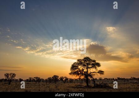 Sonnenuntergang über den Kameldornbäumen (Vachellia erioloba) in der Kalahari-Wüste, Südafrika. Stockfoto