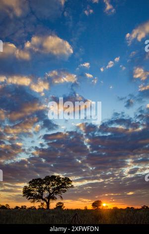 Sonnenuntergang über den Kameldornbäumen (Vachellia erioloba) in der Kalahari-Wüste, Südafrika. Stockfoto