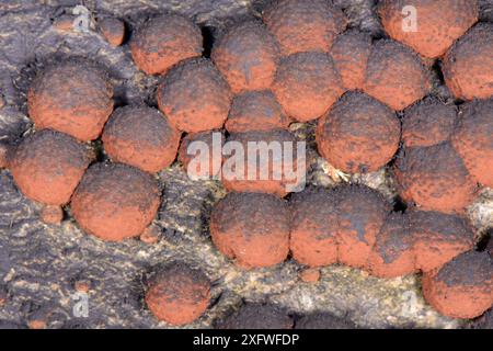 Rotes Kissen Hypoxylon / Buchenholzwarze (Hypoxylon fragiforme) wächst auf einem verfaulten Buchenholz (Fagus sylvatica), das schwarze Sporen produziert, GWT Lower Woods Reserve, Gloucestershire, Großbritannien, Oktober. Stockfoto