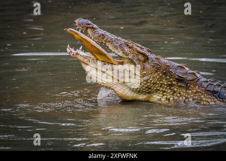 Ein Nil-Krokodil (Crocodylus niloticus), das sich vom großen weißen Pelikan (Pelecanus onocrotalus) im Msicadzi-Fluss im Gorongosa-Nationalpark in Mosambik ernährt. Während der Trockenzeit trocknen viele Wasserquellen in kleineren Gebieten Fangfische aus. Viele Vögel und Krokodile kommen zusammen, um sich von dieser reichhaltigen Nahrungsquelle zu ernähren. Stockfoto