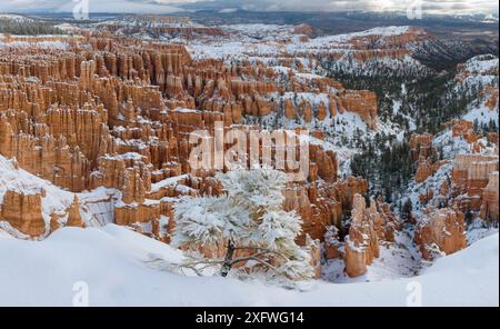 Schneebedeckte Limber-Kiefer (Pinus flexilis), auf dem nach Norden gerichteten Canyon-Rand, mit den Türmen und Zinnen im Hintergrund. Bryce Canyon National Park, Utah, USA. Stockfoto